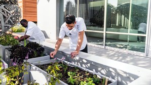 A rooftop garden with raised beds containing various plants and flowers. - W San Francisco (San Francisco)