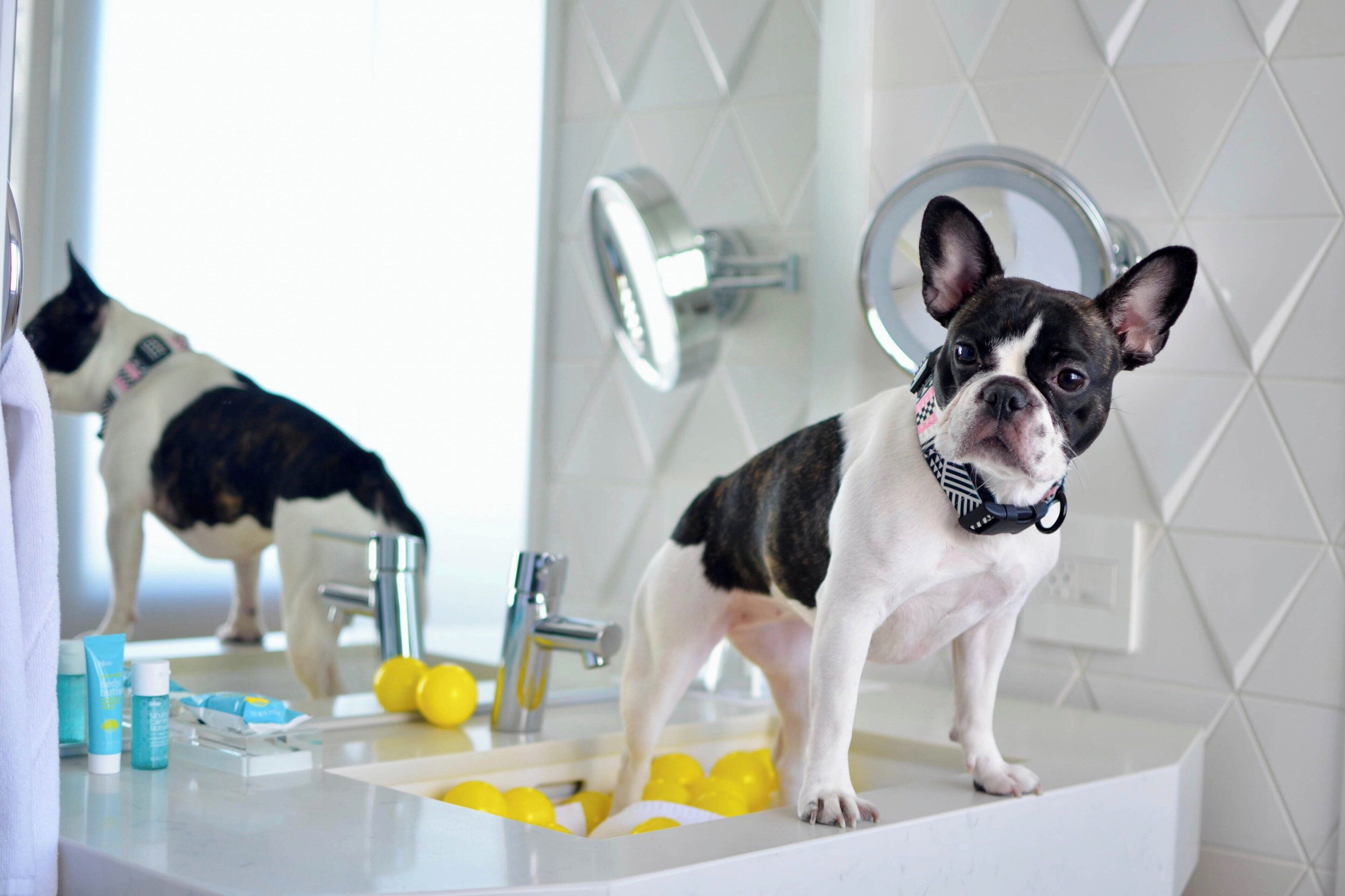 Photo - W San Francisco