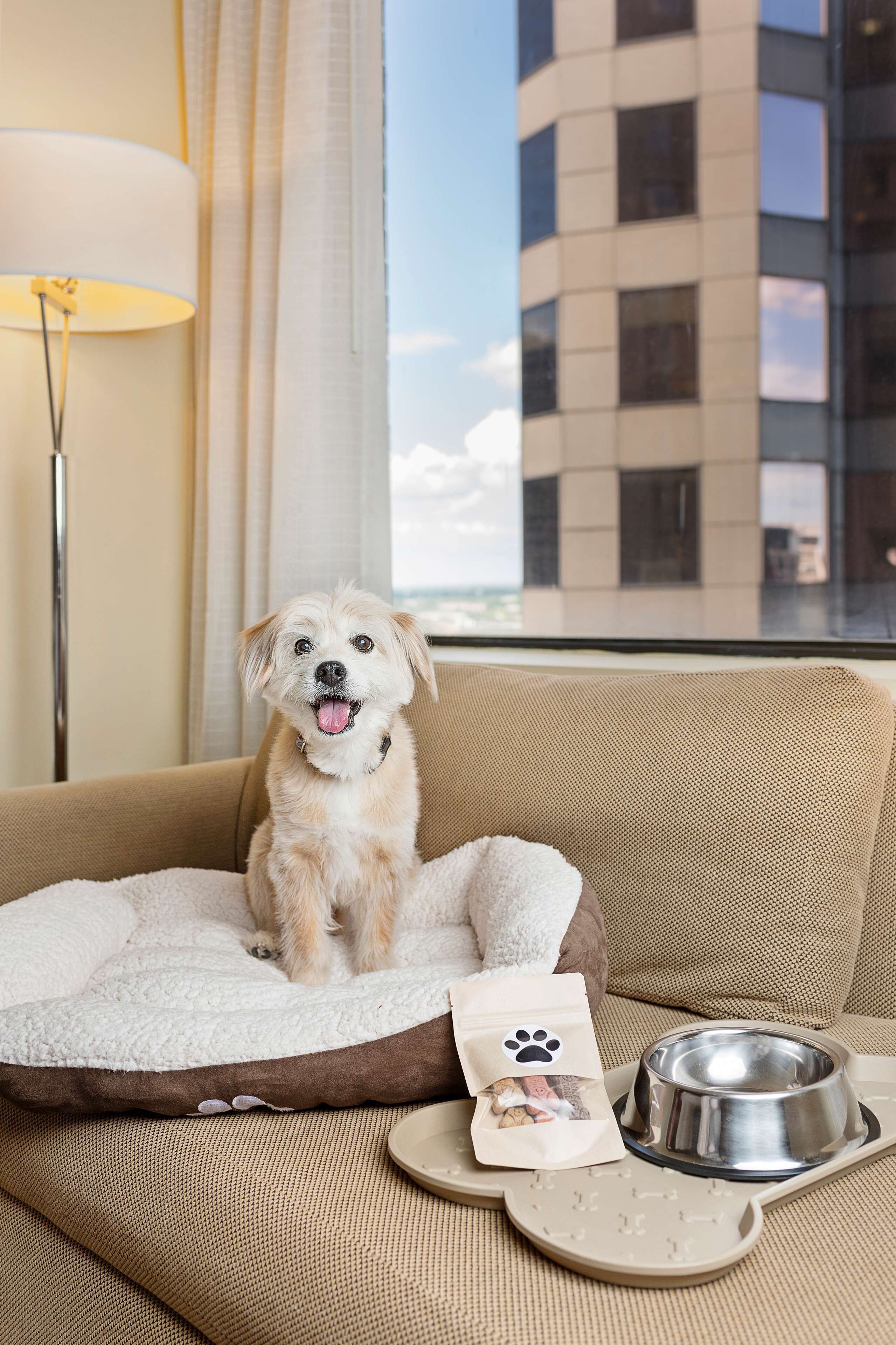 A dog sitting on a beige couch with a white cushion, a metal water bowl, and a paper bag with a paw print on it.