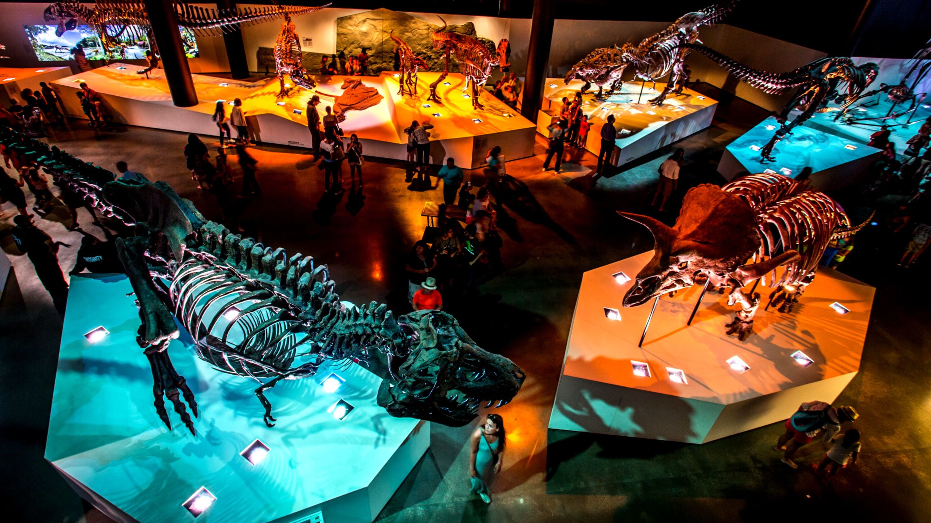 A museum exhibit with dinosaur skeletons displayed on illuminated platforms.