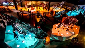 A museum exhibit with dinosaur skeletons displayed on illuminated platforms.