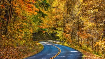A winding road through a forest with autumn foliage.
