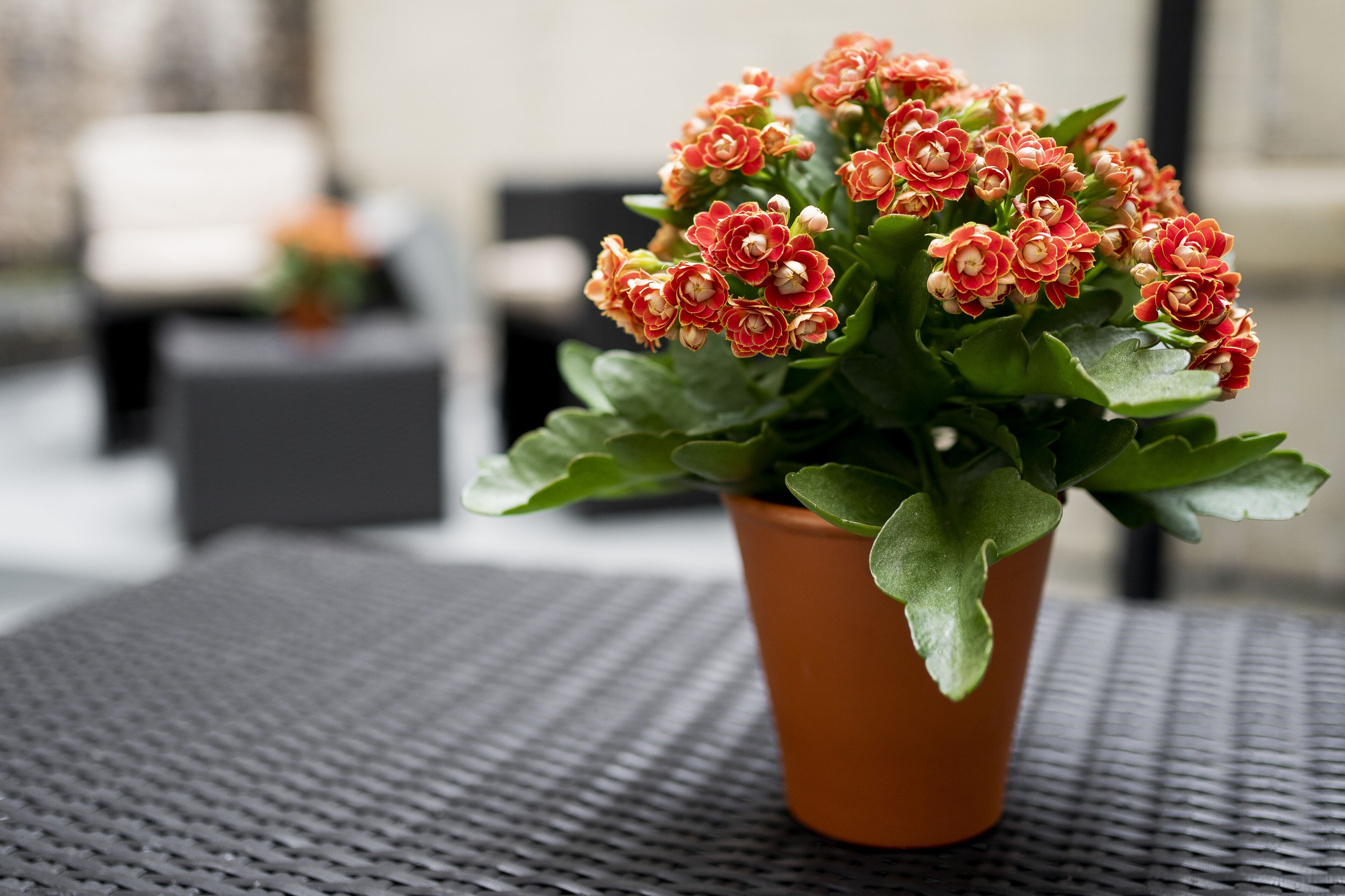 Foto - Gem Langham Court Hotel