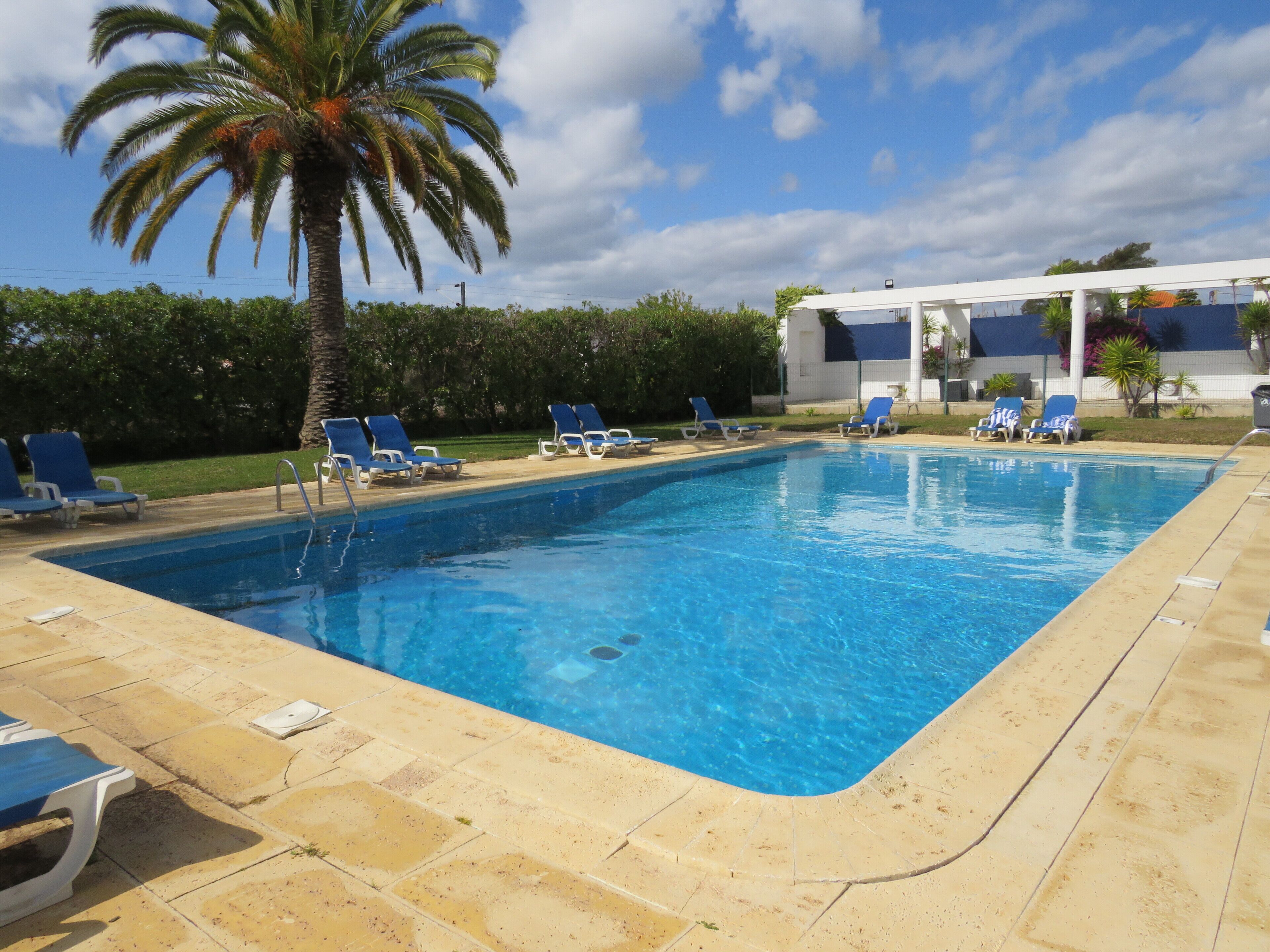 A rectangular swimming pool with blue water, surrounded by beige tiles. There are blue lounge chairs and a palm tree.