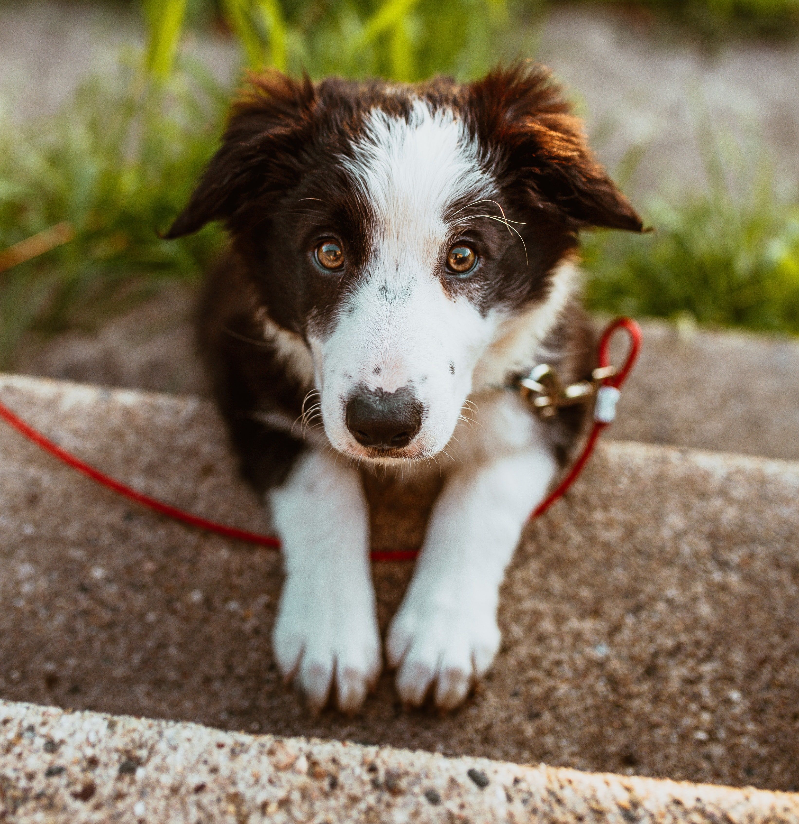 A dog with a red leash on a concrete surface.