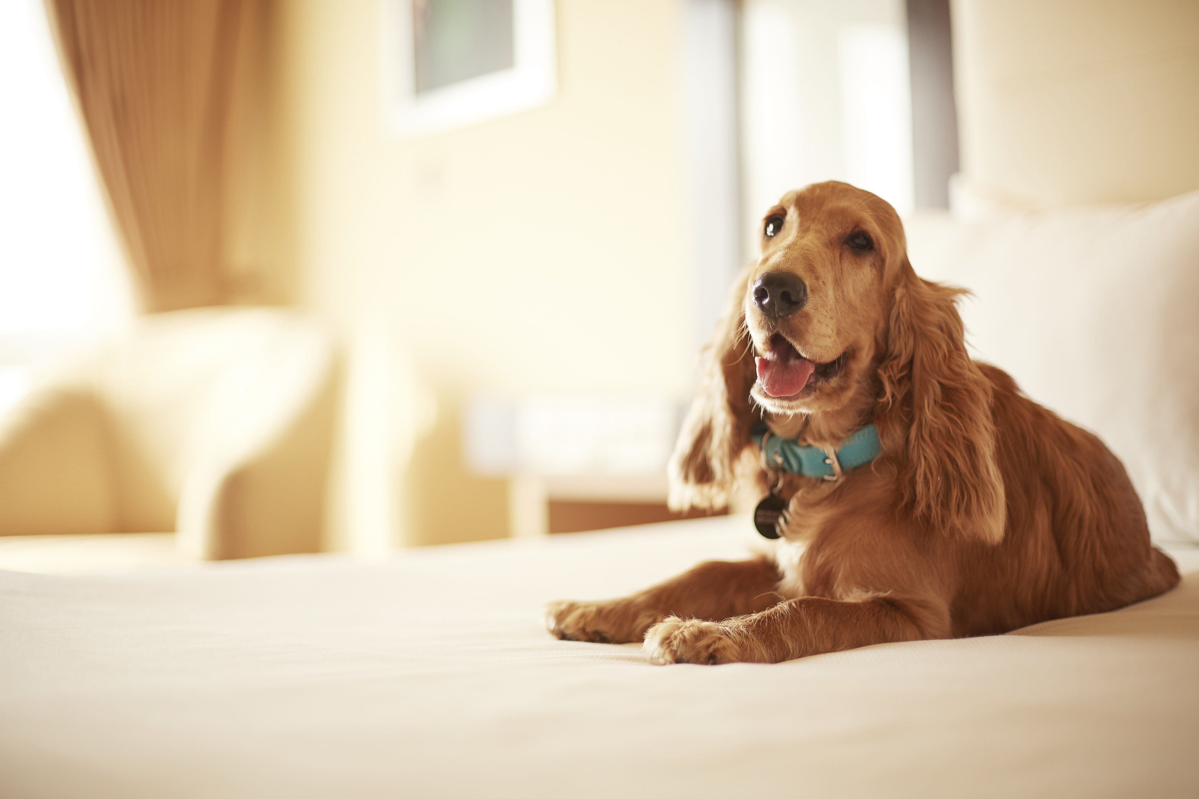Un perro recostado en una cama dentro de una habitación con ventana y cortinas.