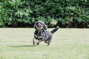 Pet-friendly