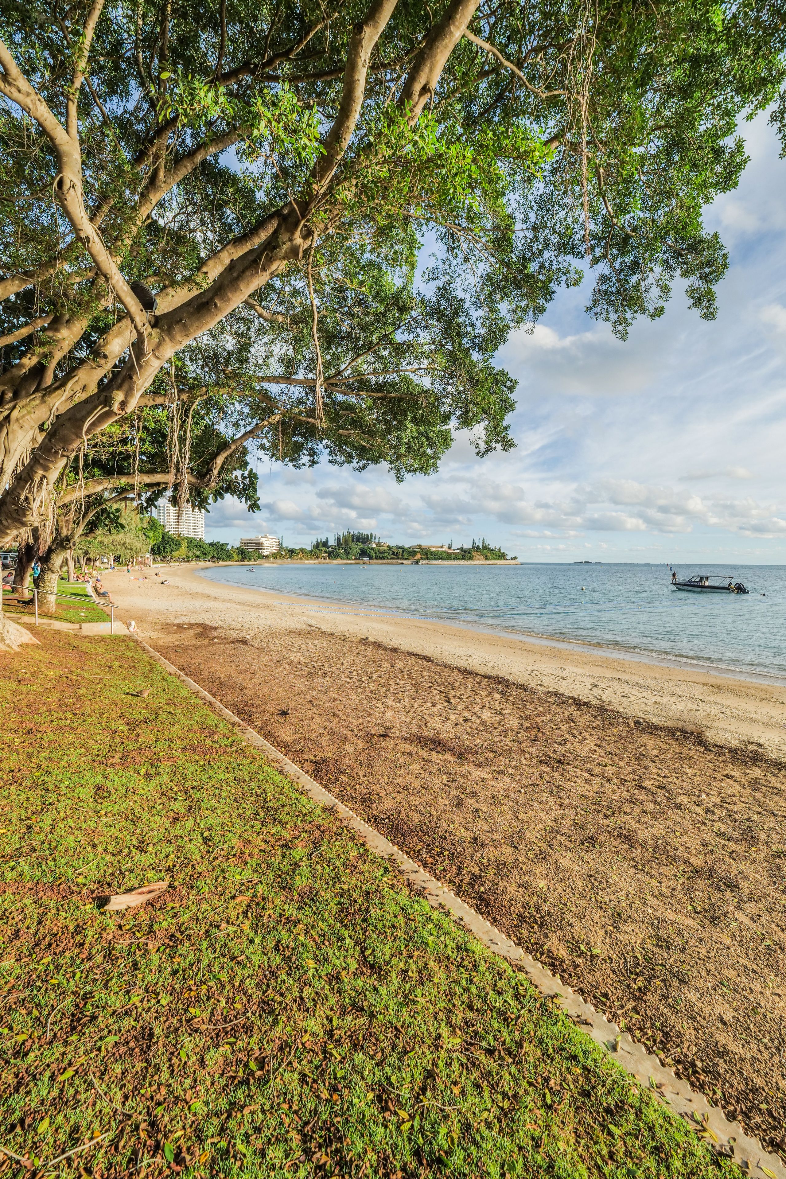 A beach with a tree-lined walkway, a sandy shore, and a calm sea.