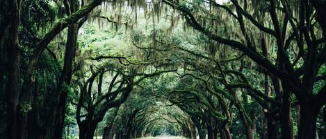 A pathway flanked by large trees with hanging moss, leading to a white gate.