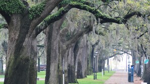 Stroll along the shaded park pathway lined with mature trees and street lamps.