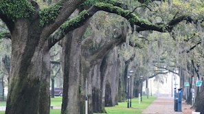 Stroll along the shaded park pathway lined with mature trees and street lamps.