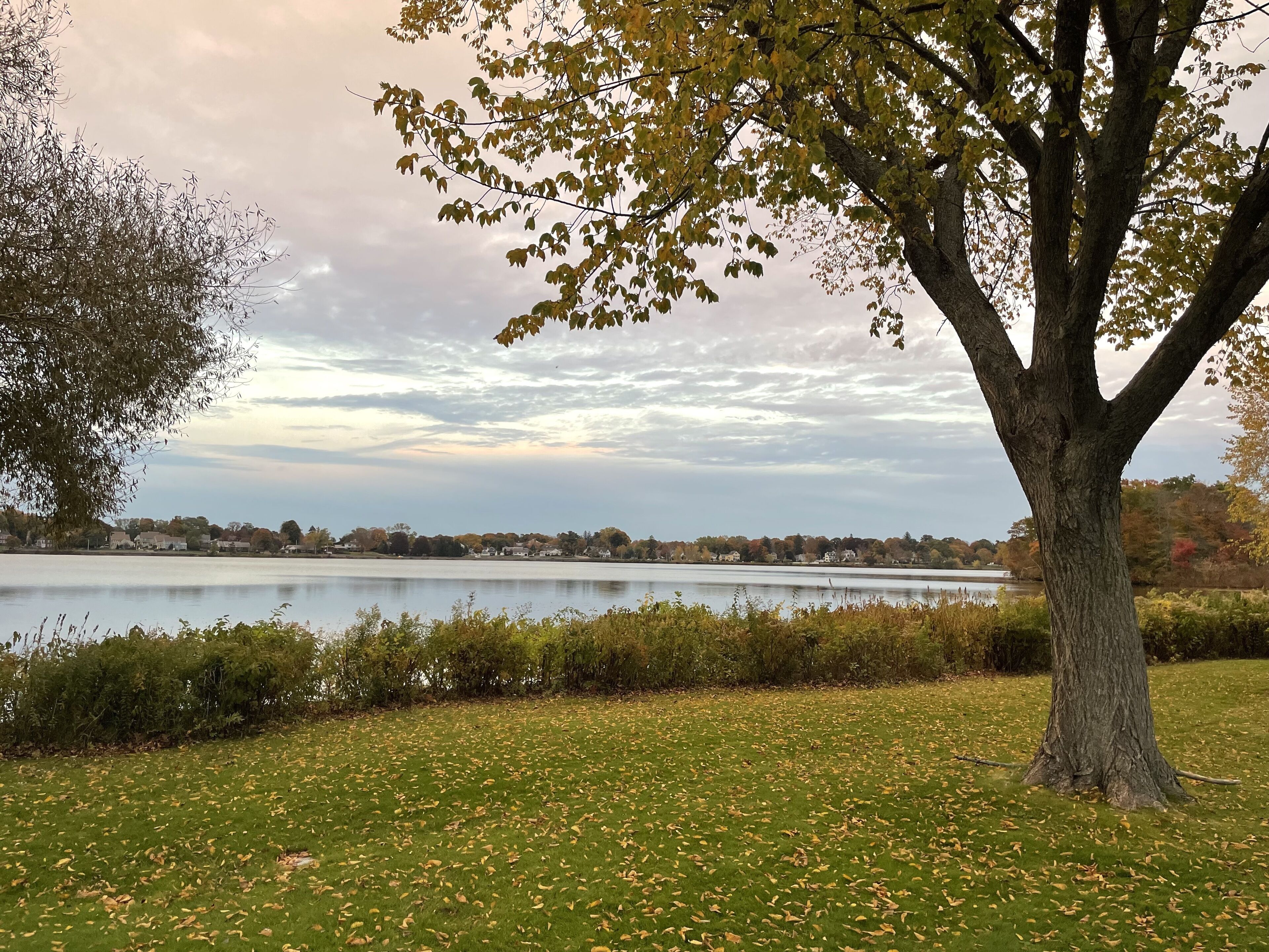 A tree-lined park with a lake and a grassy area.