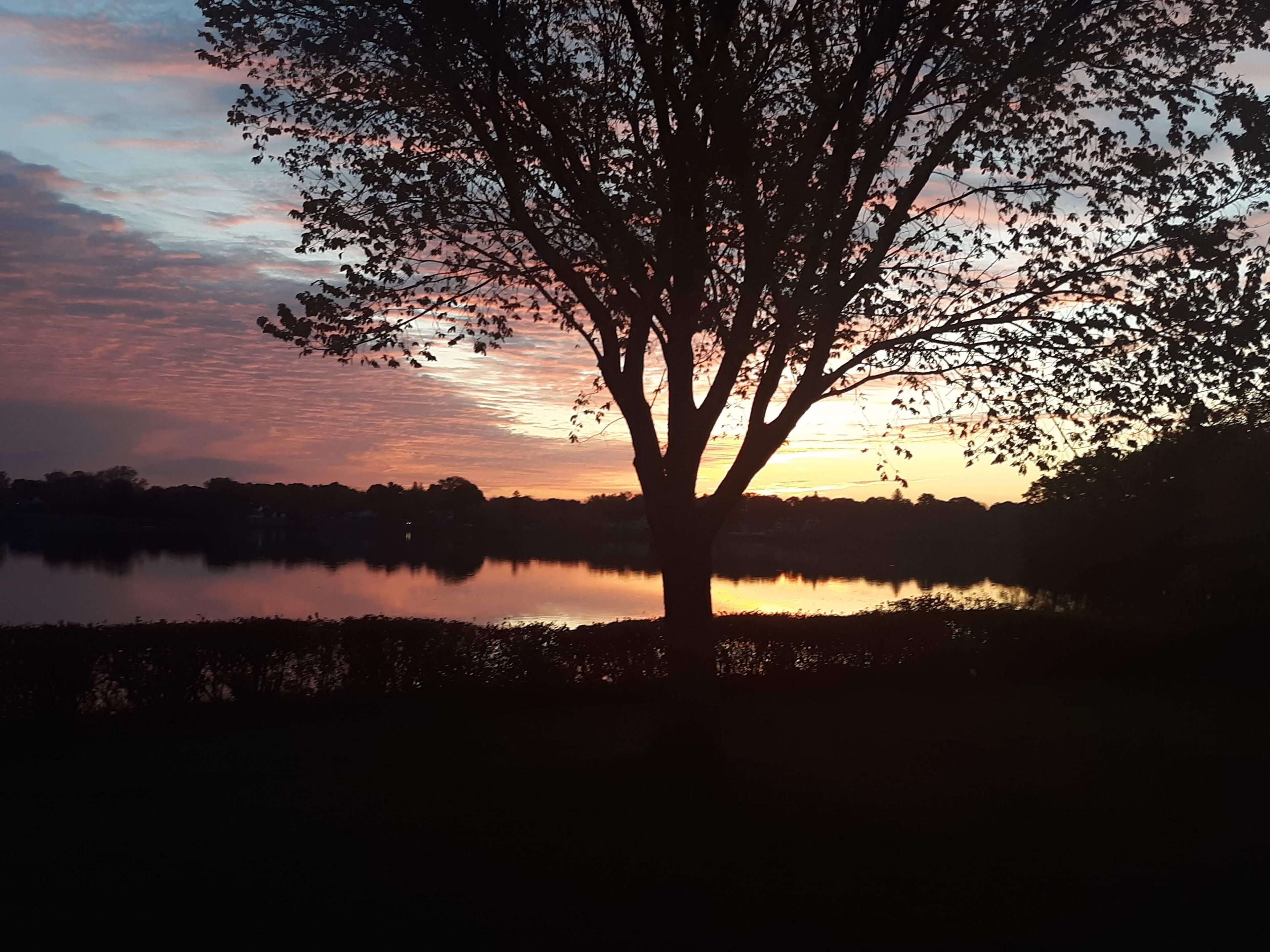 A tree silhouetted against a sunset with a calm lake in the foreground.