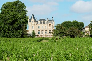 Vineyard