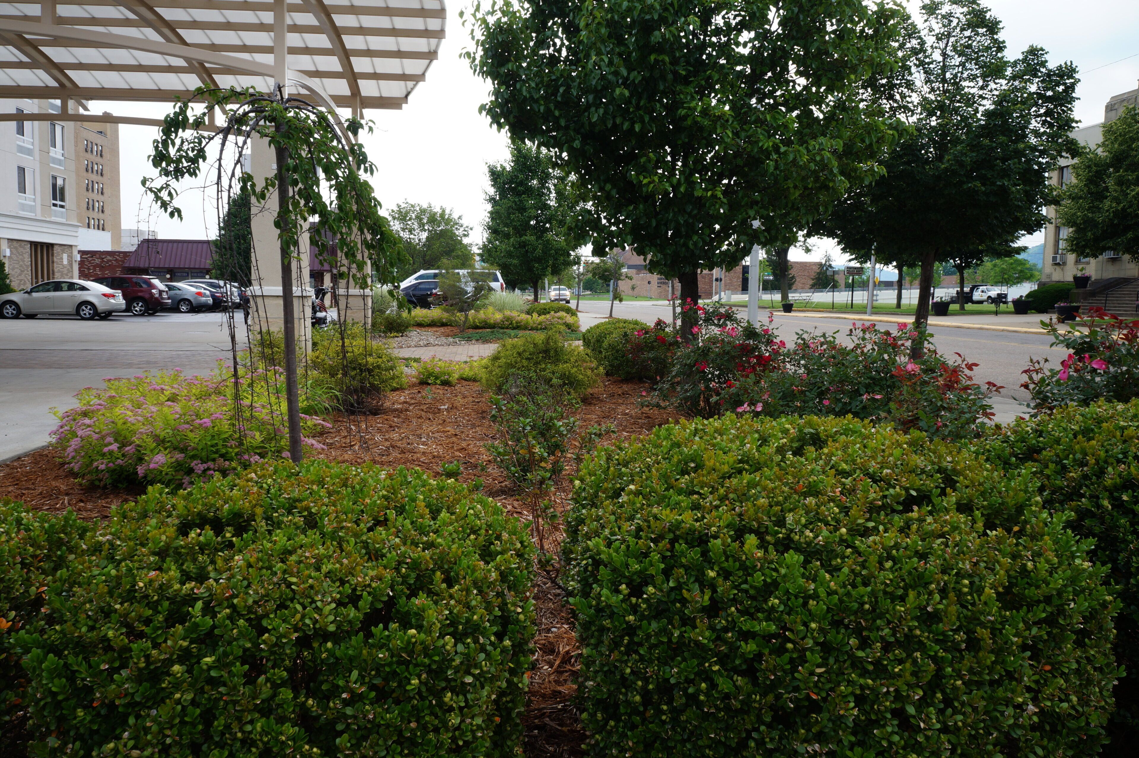 A landscaped area with various shrubs and flowers, a covered walkway, and parked cars.