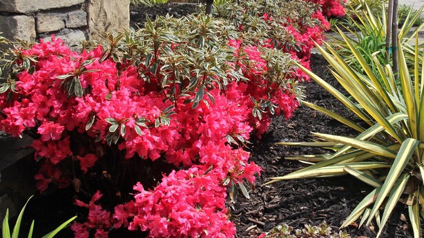A garden with red flowers and green plants, a stone wall, and a building in the background. - Best Western Queens Gold Coast (Bayside)