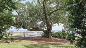 A large tree in a park with a view of the beach and a fence in the background.