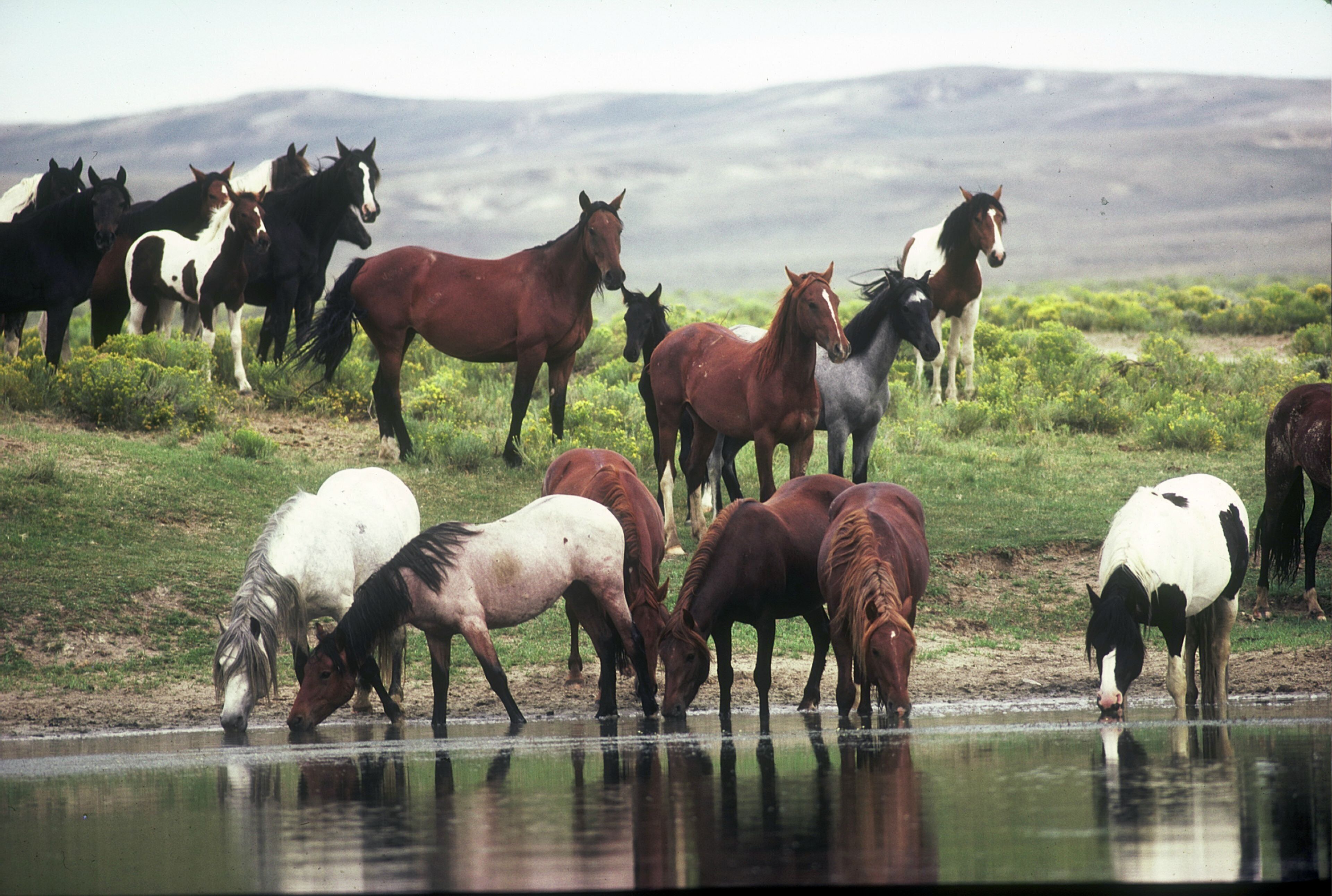 A group of horses gathered around a water source in a natural setting.