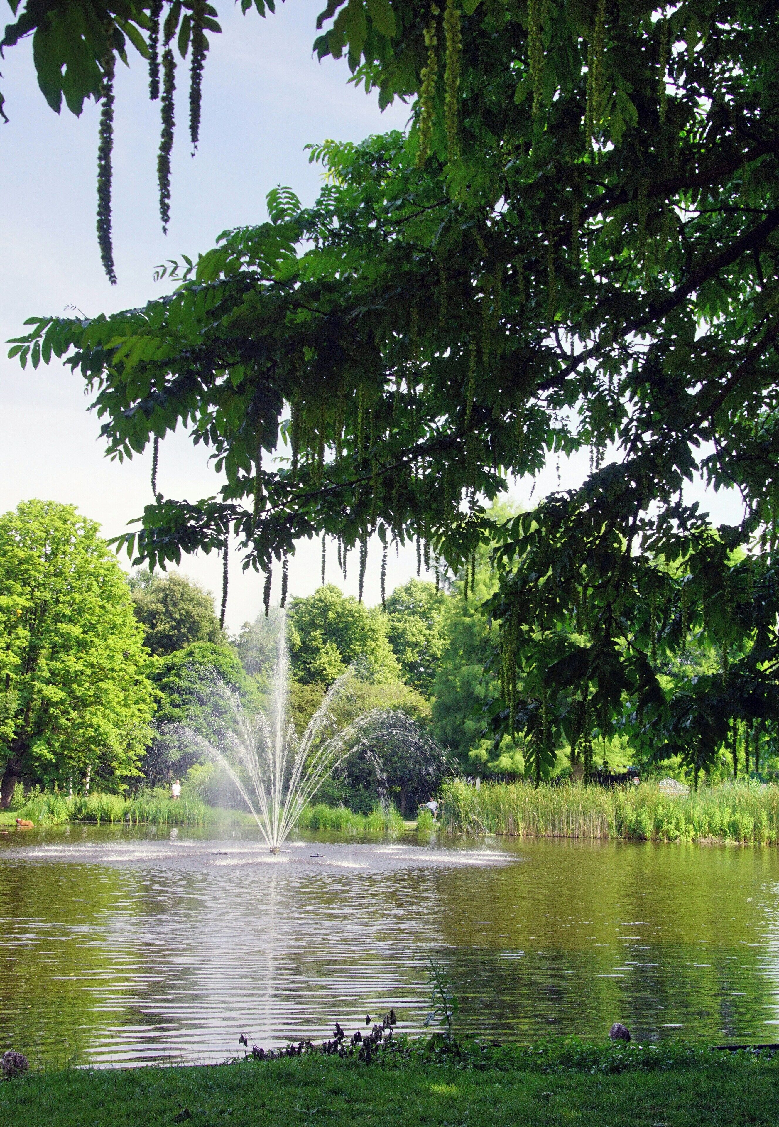 A tranquil pond with a fountain, surrounded by lush greenery and trees.