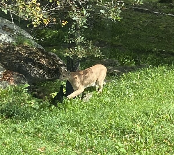 A brown animal in a grassy area with a tree and a rock.