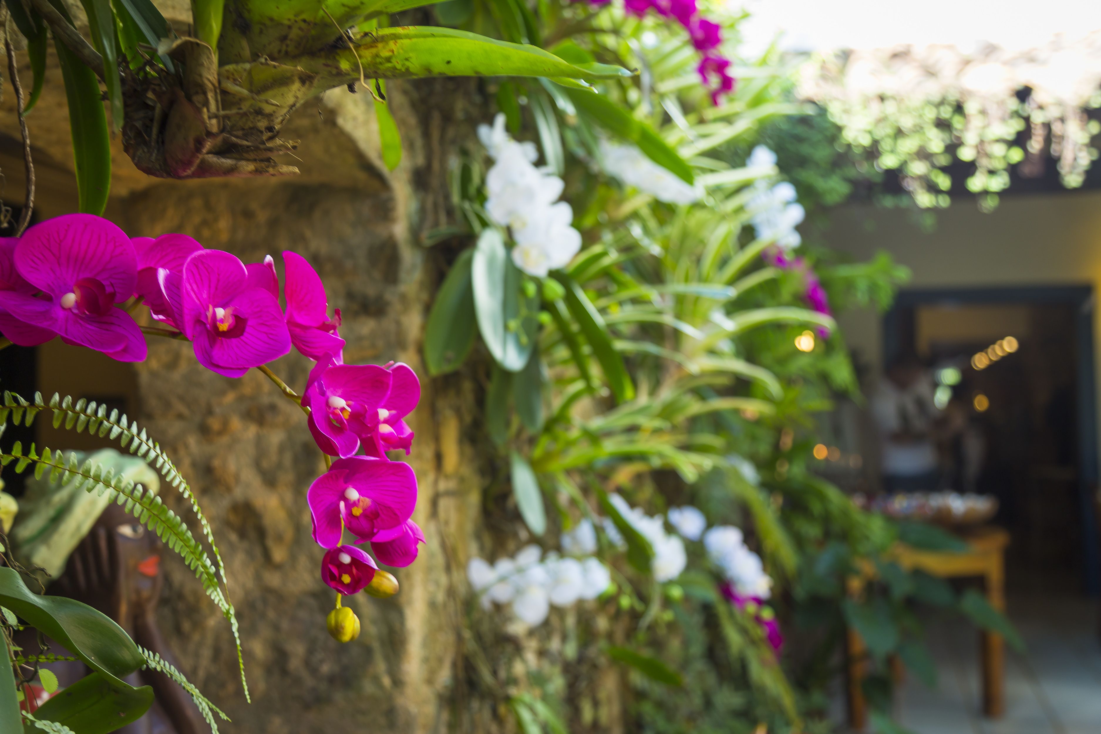 A room with a stone wall, a wooden table, and various orchids.