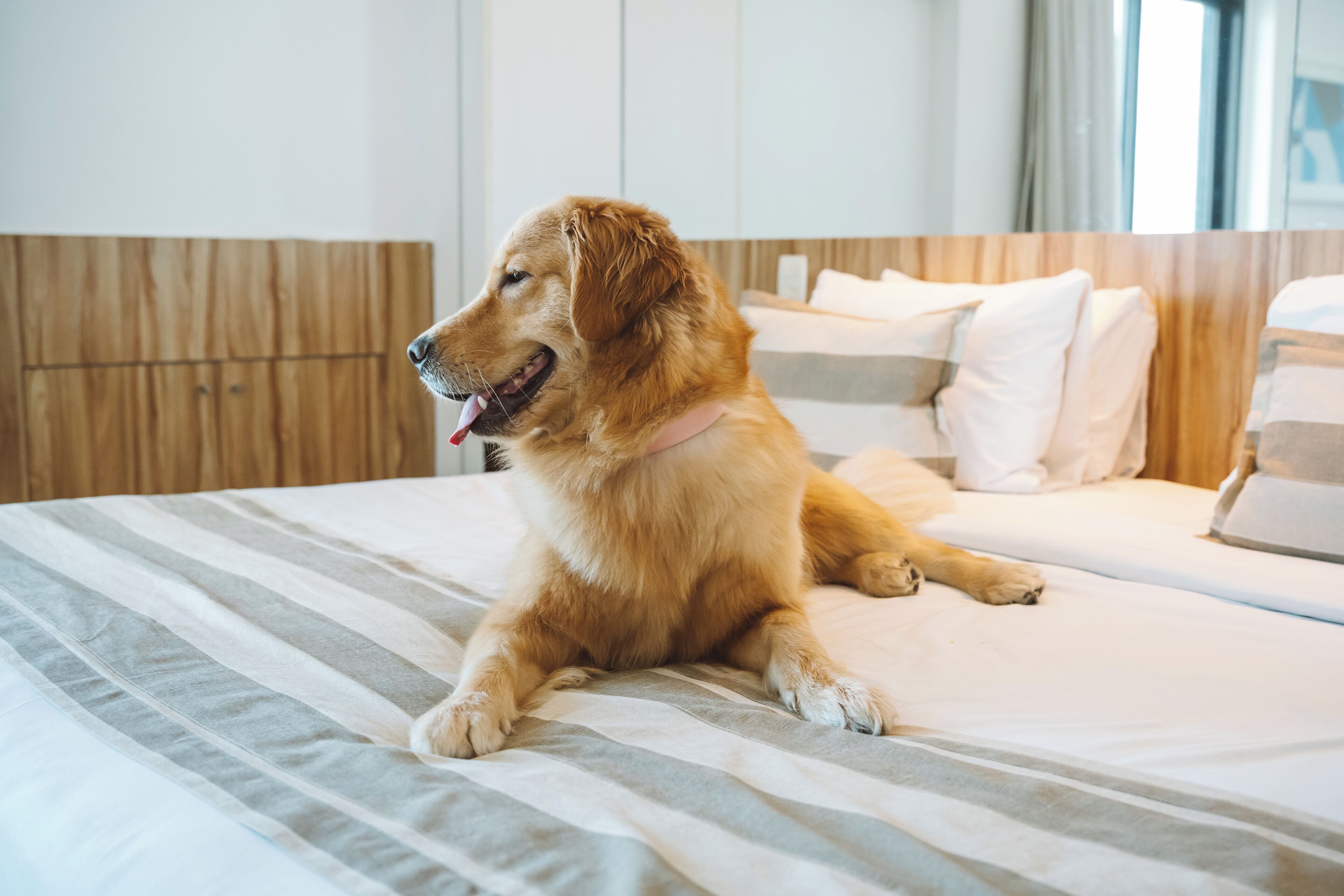 Ein Hund liegt auf einem Bett mit gestreifter Bettwäsche und einem hölzernen Kopfteil in einem Hotelzimmer.