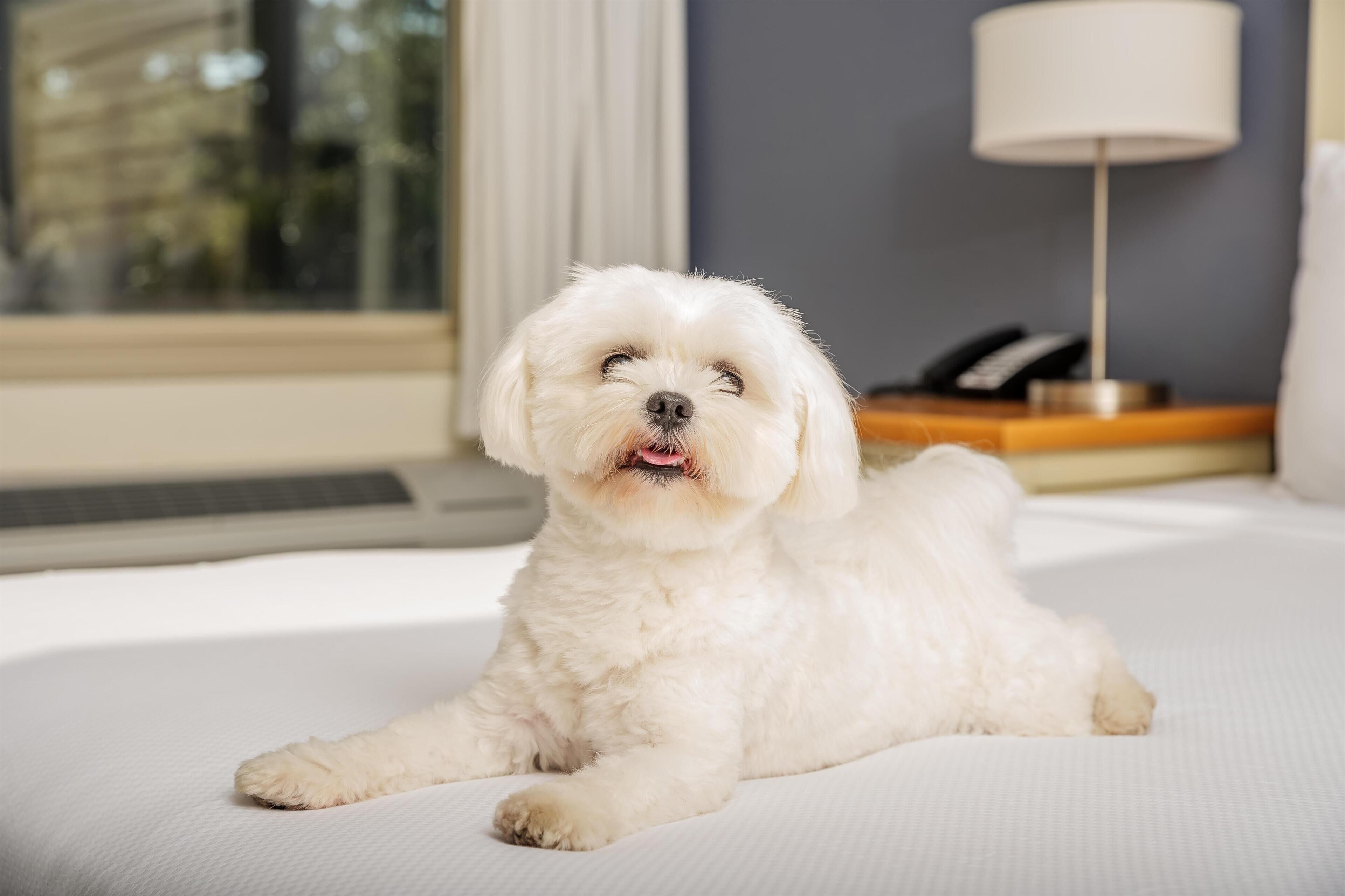 A white dog lying on a bed in a hotel room with a lamp and a phone on the nightstand.