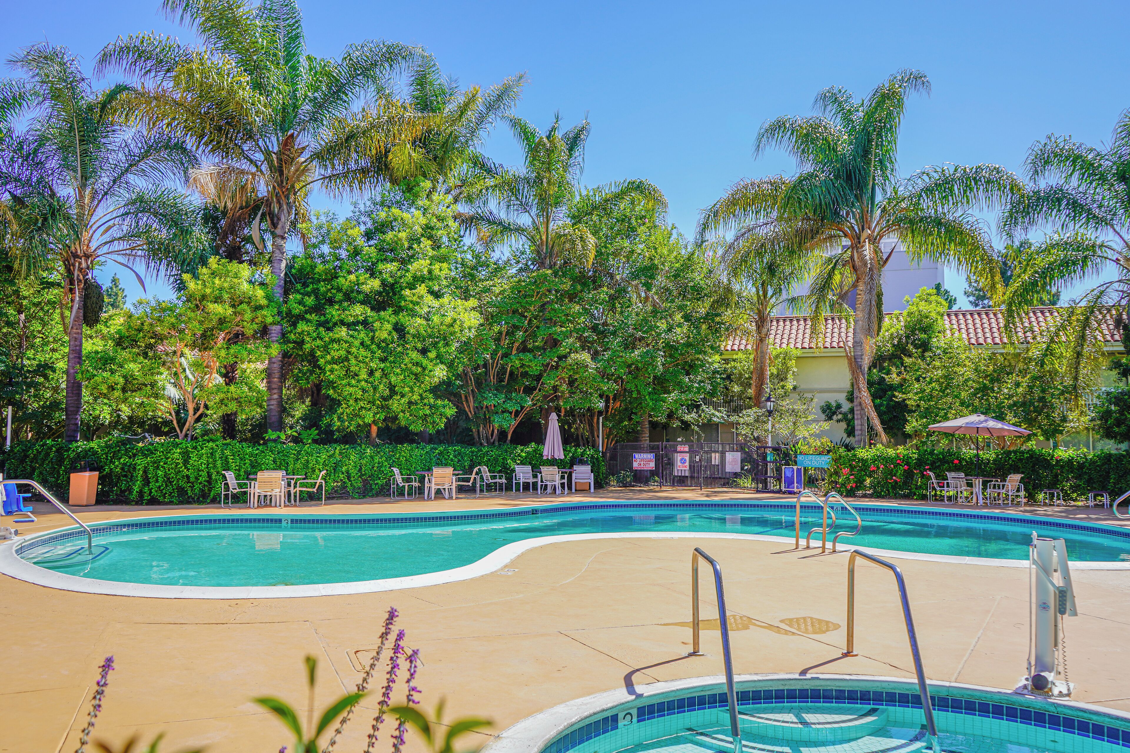 A swimming pool with a curved edge, surrounded by palm trees and greenery.