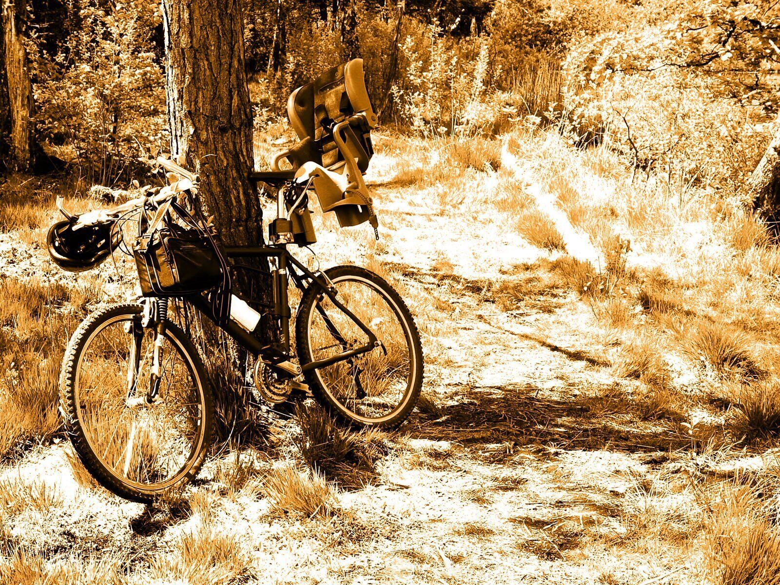 A bicycle parked against a tree in a forested area.
