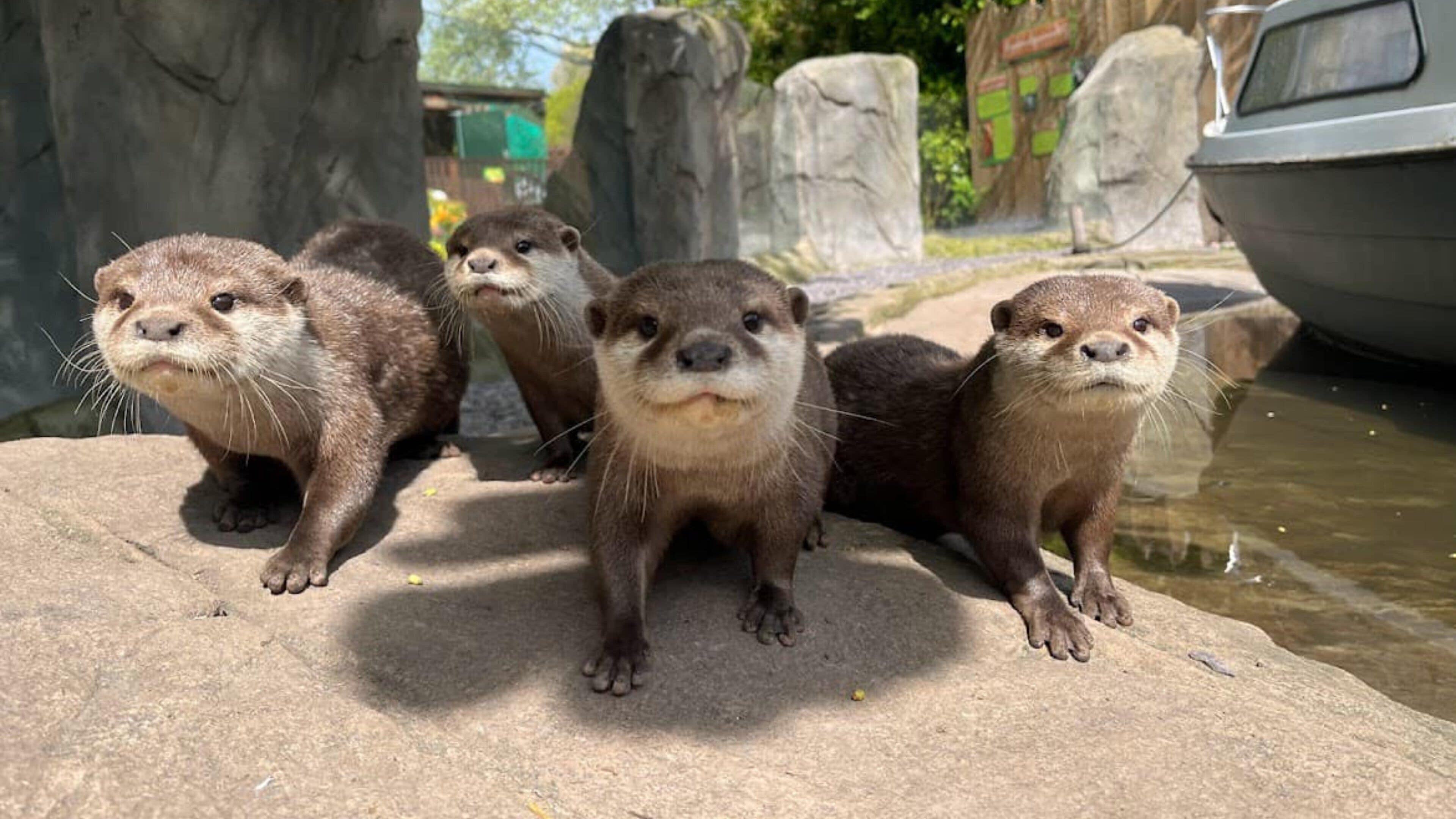 Otters on a rock with a boat in the background.