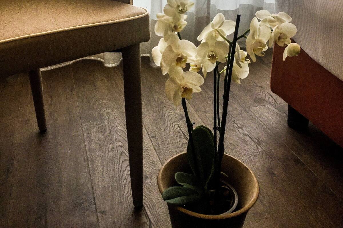 A room with a sofa, a chair, and a potted orchid plant.