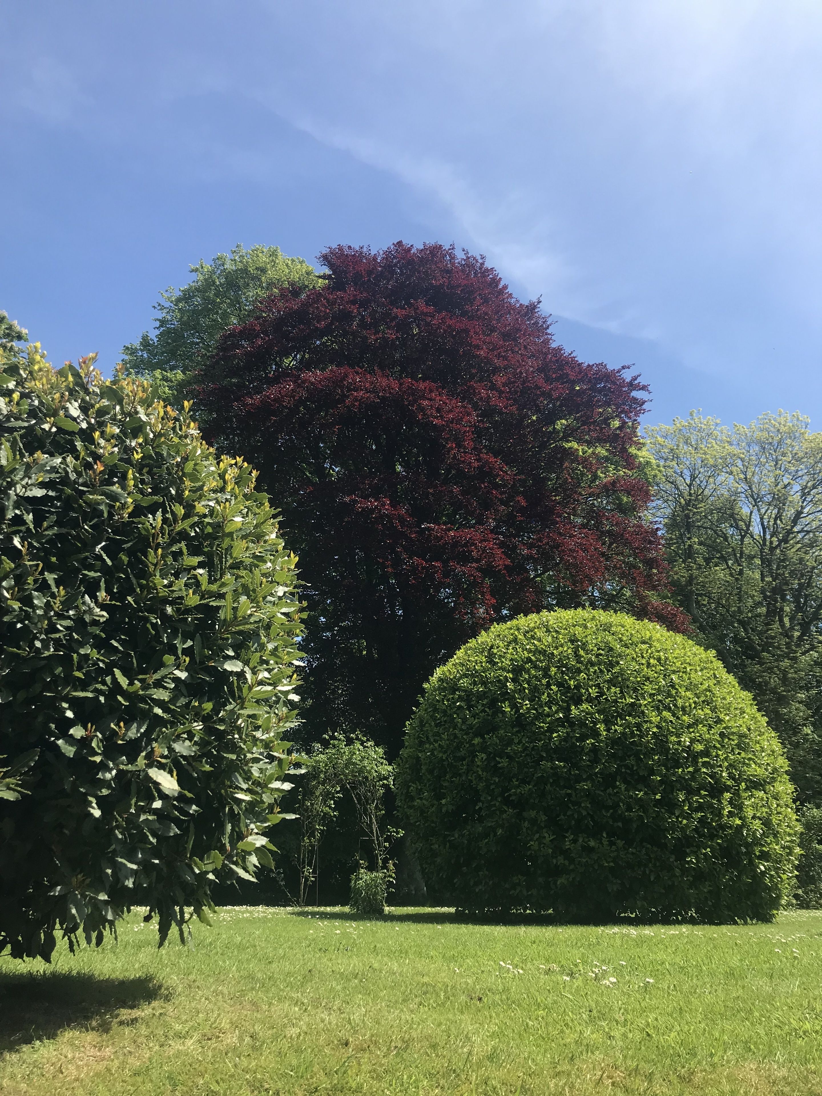 Un jardín bien cuidado con varios árboles y un seto perfectamente recortado.