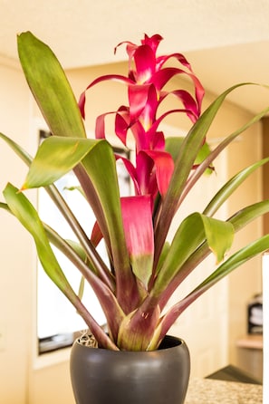 A potted plant with broad leaves and a pink flower in a dark-colored pot.