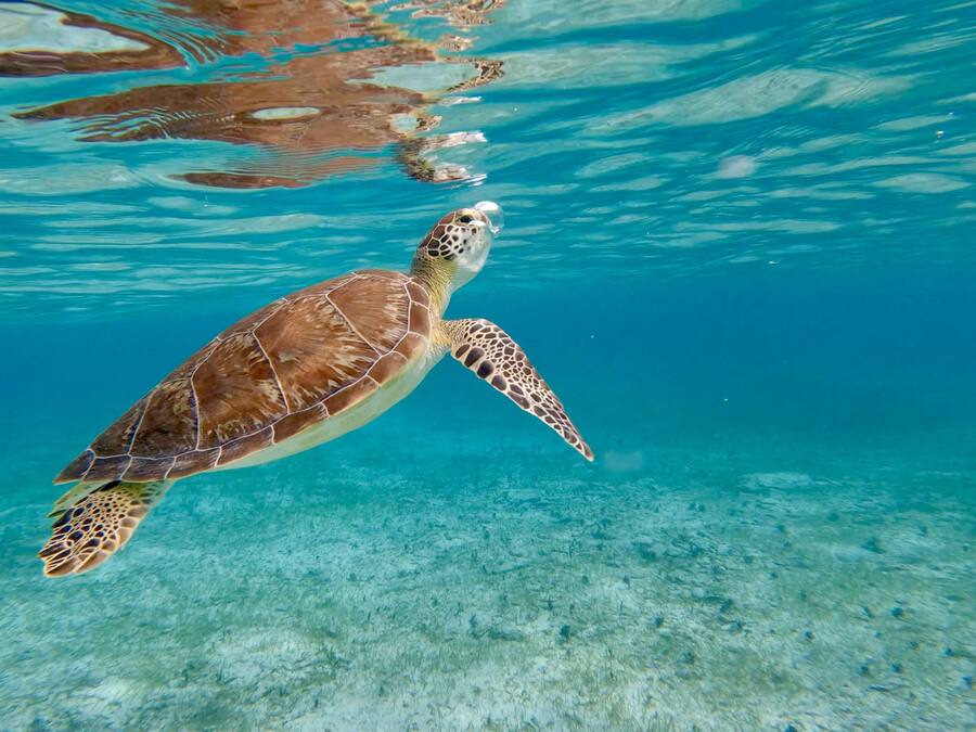 Una tortuga marina nadando bajo el agua.