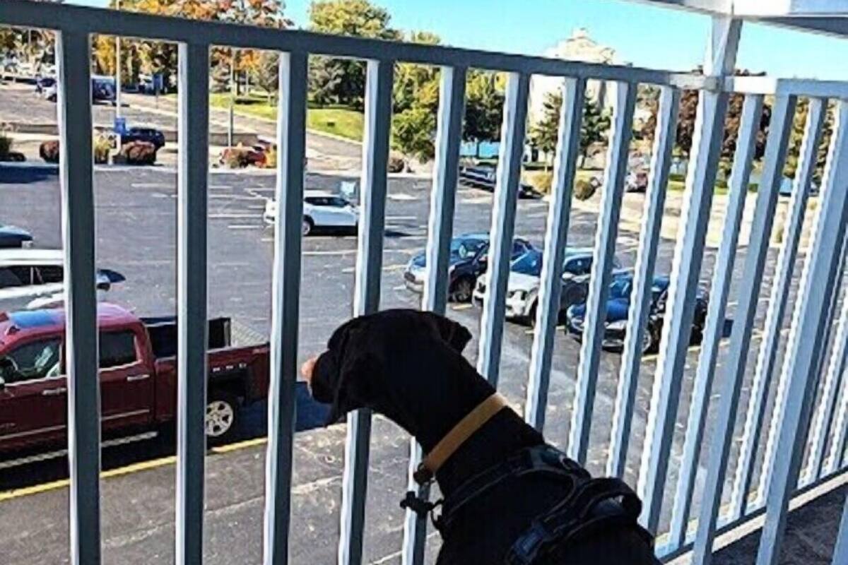 A dog on a balcony with a view of a parking lot.