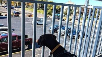 A dog on a balcony with a view of a parking lot.