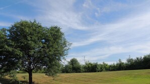 A grassy field with a large tree and power lines in the background.