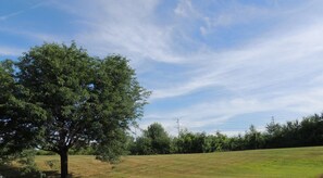 A grassy field with a large tree and power lines in the background.