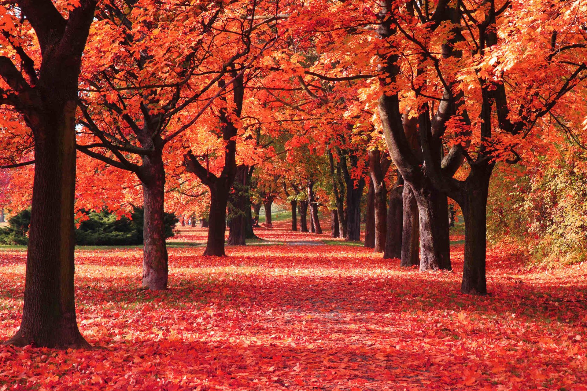 A pathway lined with trees covered in red leaves.