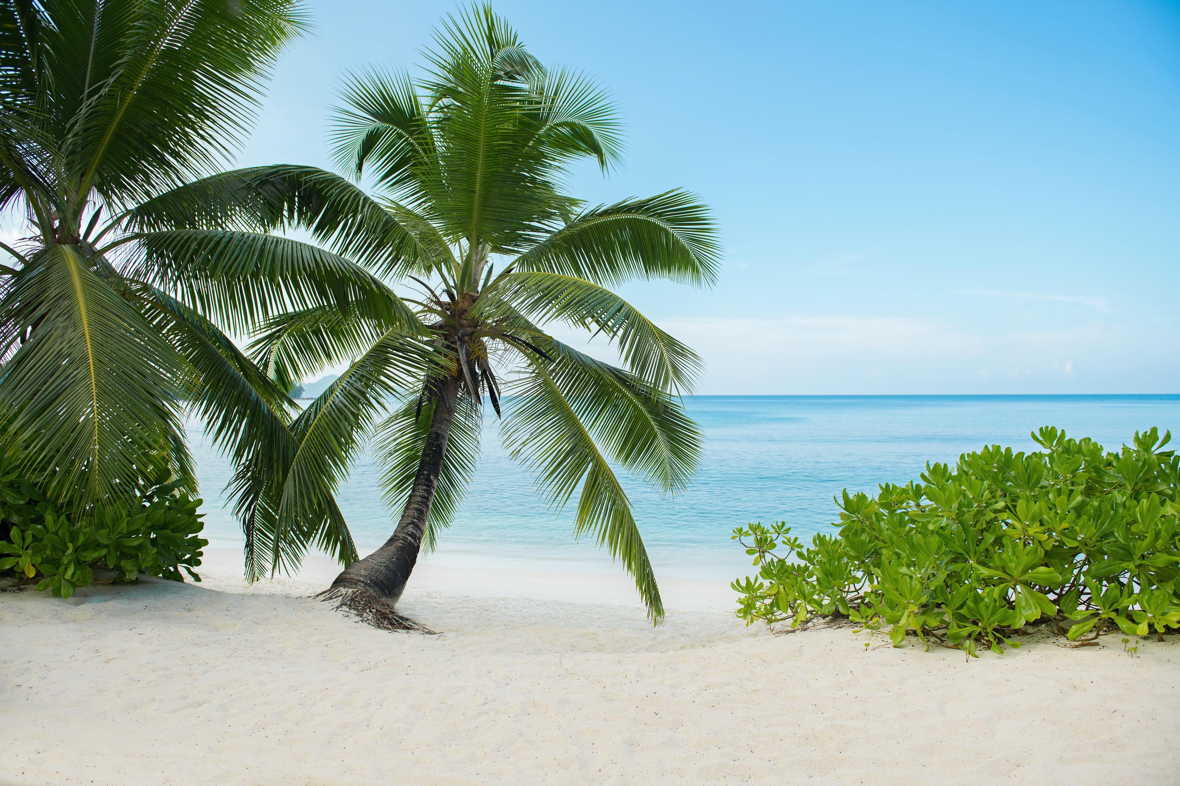 A beach with a palm tree and clear blue water.