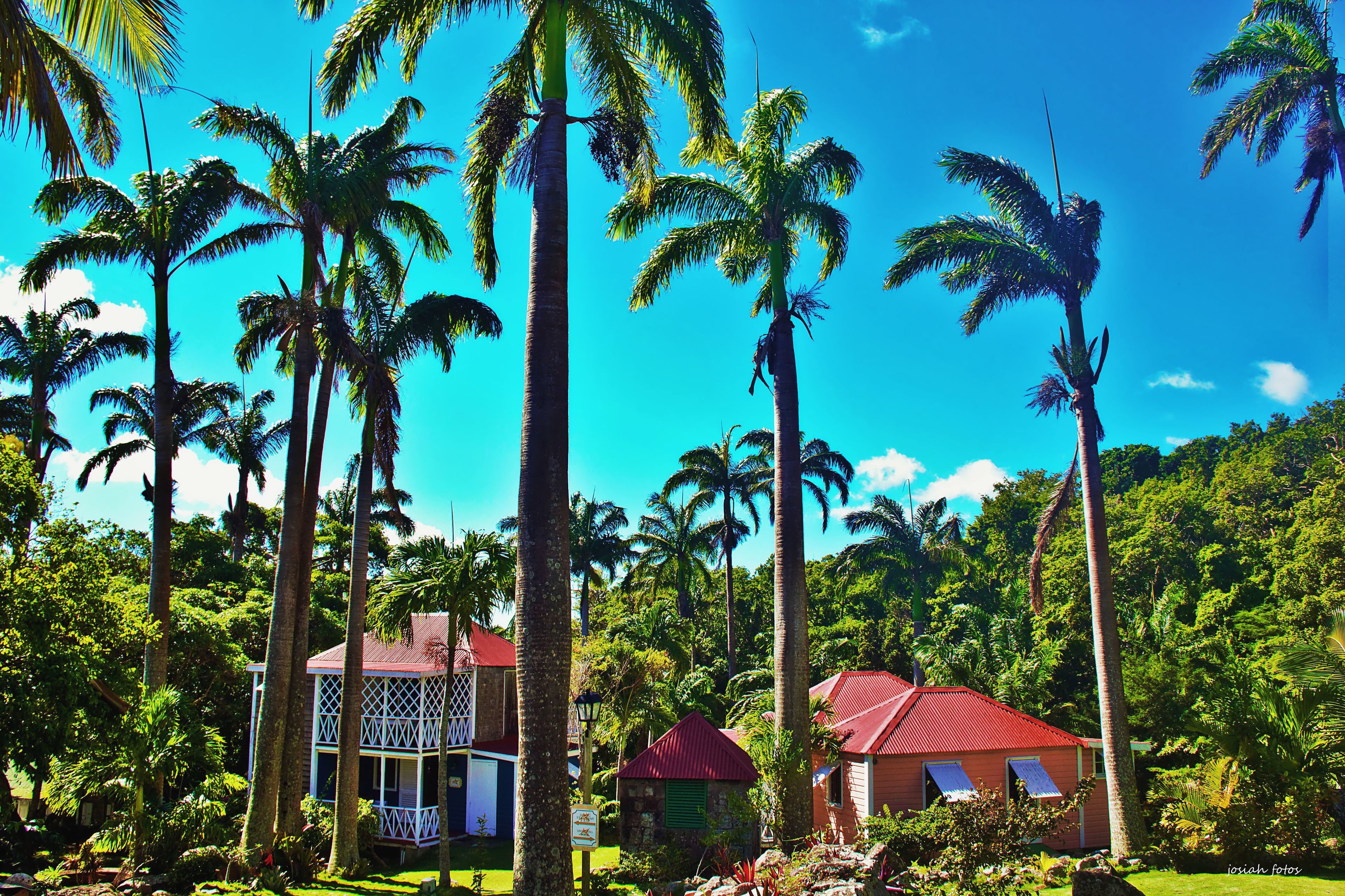 A tropical resort with palm trees, a white building with a balcony, and a red-roofed structure.