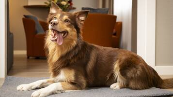 A dog lying on a grey mat in a room with a brown chair and a dining table in the background.