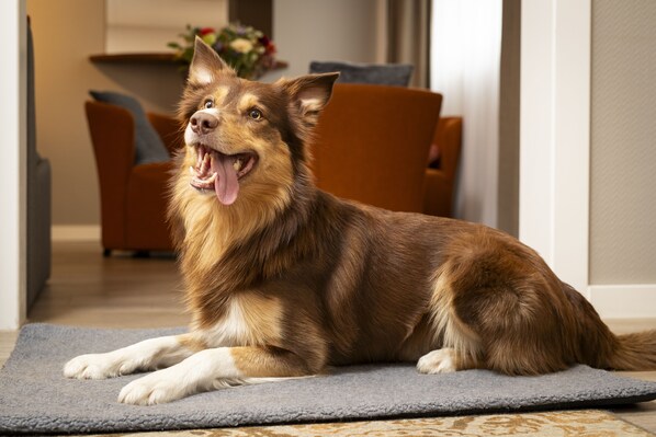 Pet-friendly