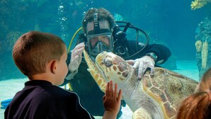 Un buceador interactuando con una tortuga marina en una exhibición submarina.