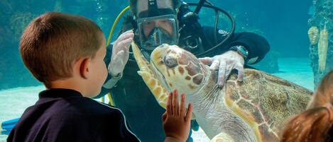 A diver interacting with a sea turtle in an underwater exhibit.