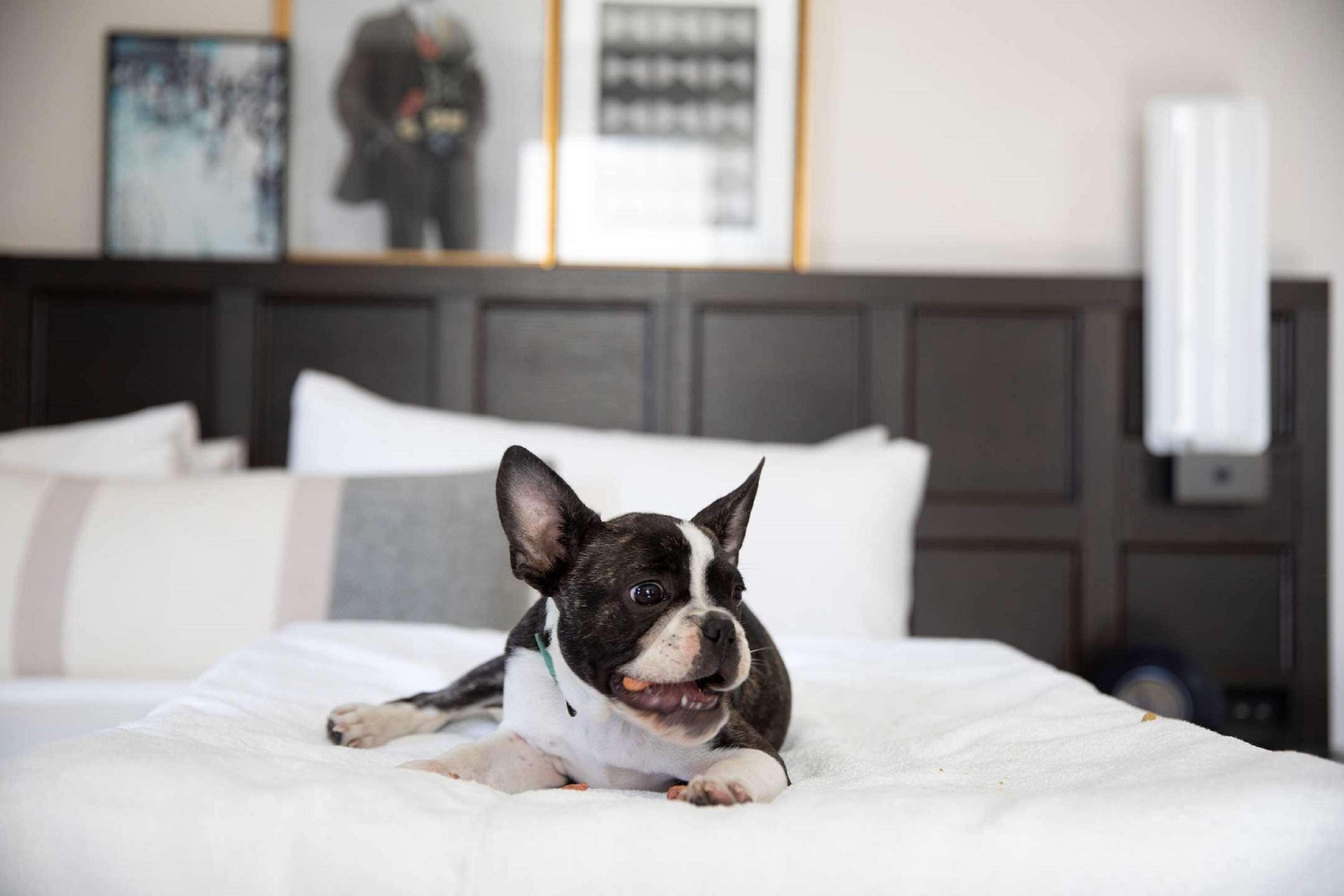 Een hond ligt op een bed in een hotelkamer, met een donkere hoofdeinde en witte beddengoed.