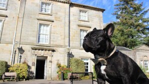 A black dog in front of a stone building with a large door and windows. - Strathaven Hotel (Strathaven)