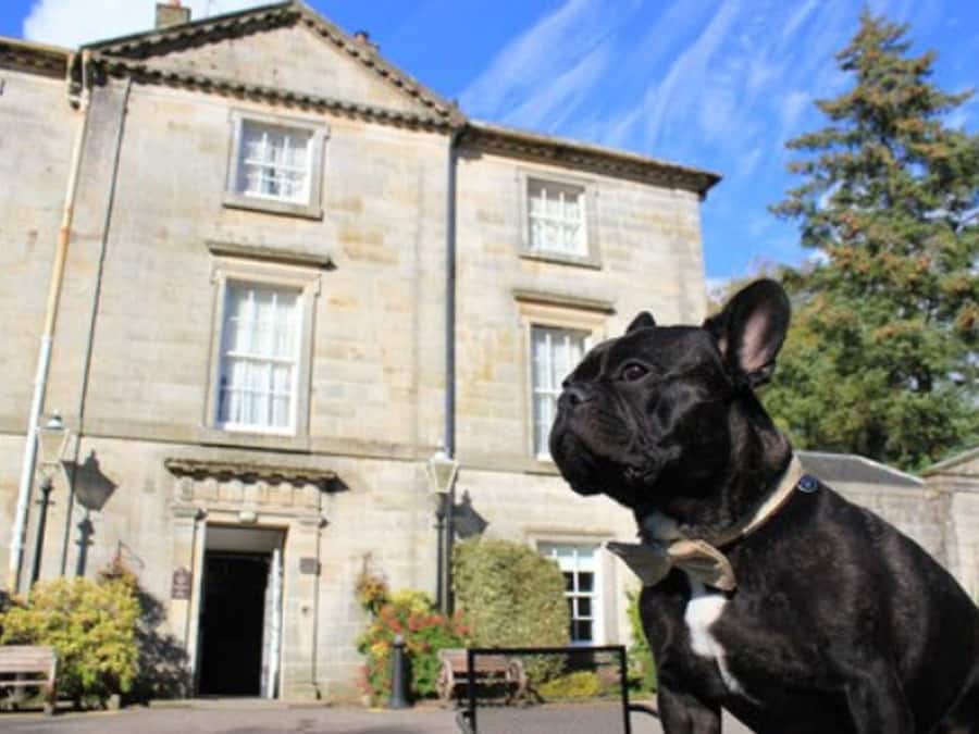 A black dog in front of a stone building with a large door and windows.