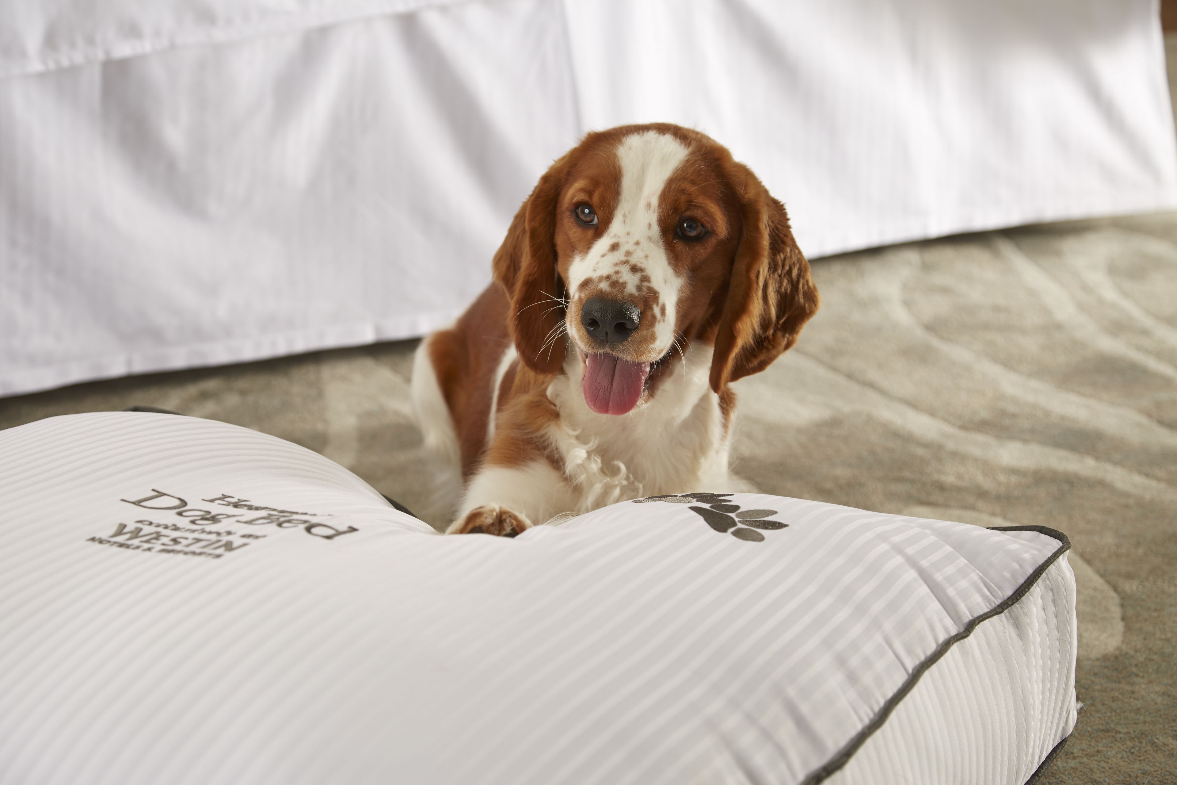 Een hond ligt op een bed met een kussen met een pootafdruk erop.