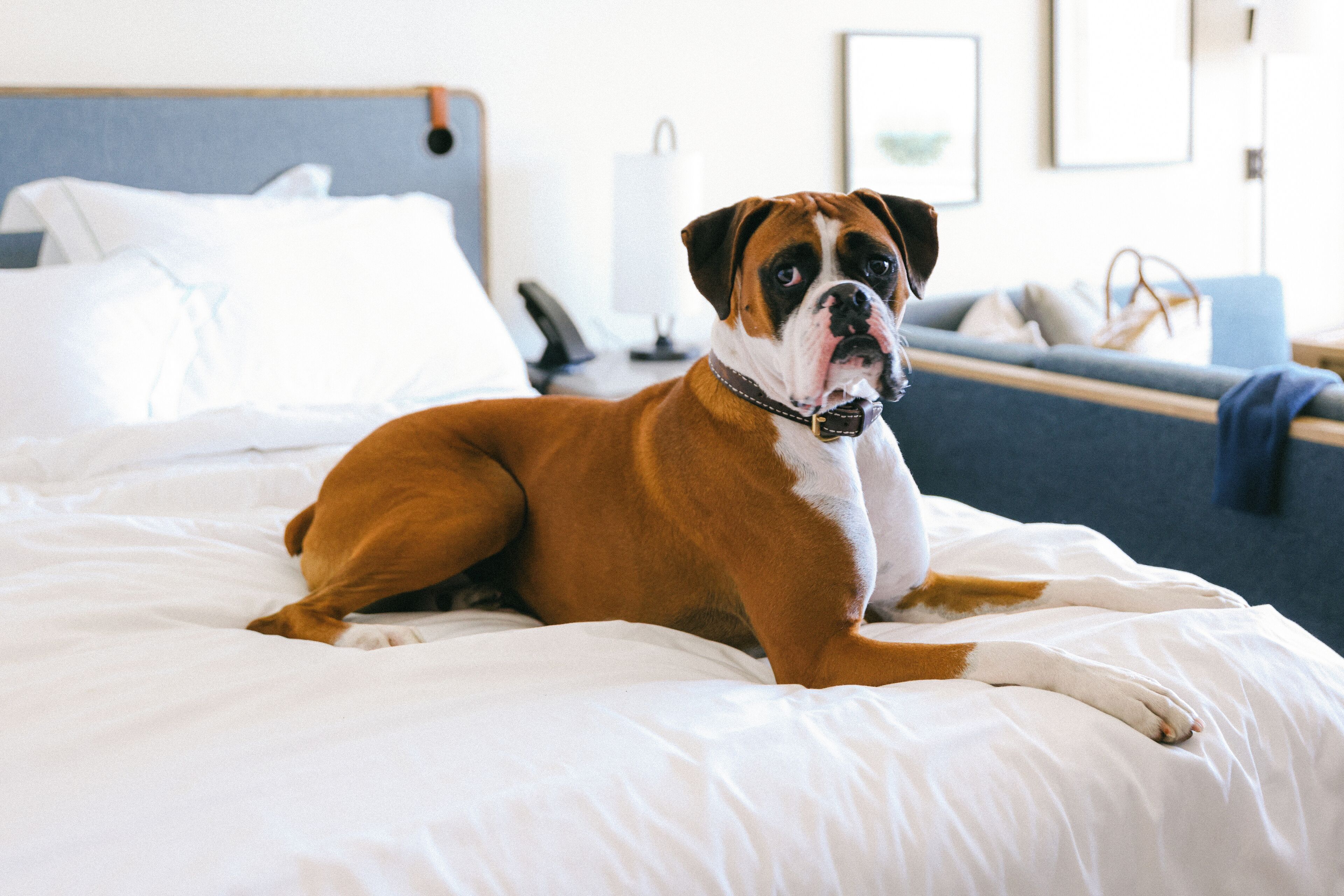 Un perro descansando sobre una cama en una habitación de hotel.